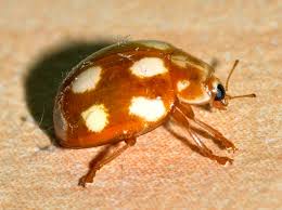 Attēlu rezultāti vaicājumam “Calvia decemguttata”