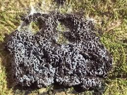 Attēlu rezultāti vaicājumam “Physarum murinum”