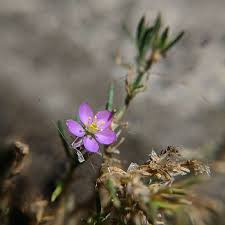 Attēlu rezultāti vaicājumam “Spergularia rubra leaf”