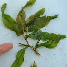 Attēlu rezultāti vaicājumam “Potamogeton praelongus”