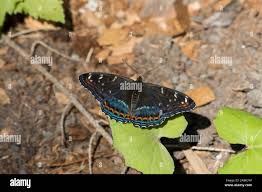 Attēlu rezultāti vaicājumam “Limenitis populi underside”