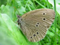 Attēlu rezultāti vaicājumam “Aphantopus hyperantus underside”