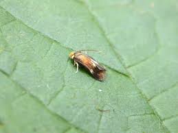 Attēlu rezultāti vaicājumam “Cribraria vulgaris stalked”