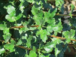 Attēlu rezultāti vaicājumam “Ribes alpinum”