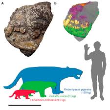 Attēlu rezultāti vaicājumam “Lycogala convexum young”