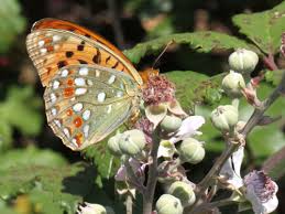 Attēlu rezultāti vaicājumam “Argynnis adippe underside”