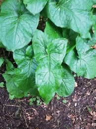 Attēlu rezultāti vaicājumam “Allium ursinum leaf”
