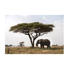 Attēlu rezultāti vaicājumam “Sacchiphantes abietis exuvia”