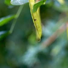 Attēlu rezultāti vaicājumam “Caragana arborescens leaf”