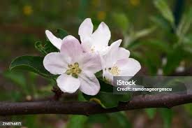 Attēlu rezultāti vaicājumam “Malus domestica flower”