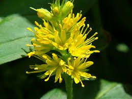 Attēlu rezultāti vaicājumam “Lysimachia thyrsiflora flower”