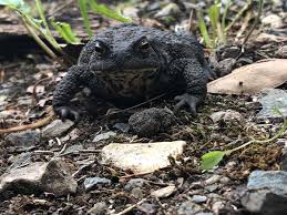Attēlu rezultāti vaicājumam “Bufo bufo juvenile”