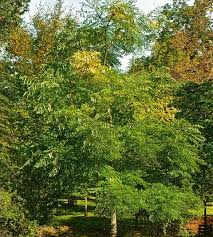Attēlu rezultāti vaicājumam “Gymnocladus dioicus leaf”