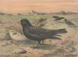 Image result for Melanocorypha yeltoniensis