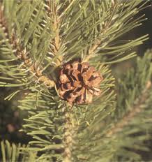Attēlu rezultāti vaicājumam “Pinus mugo fruit”