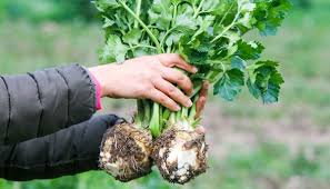 Image result for Sellerie