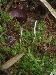 Attēlu rezultāti vaicājumam “Eocronartium muscicola”