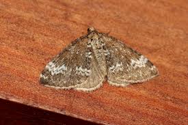 Attēlu rezultāti vaicājumam “Perizoma alchemilla”