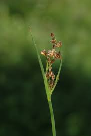 Attēlu rezultāti vaicājumam “Juncus alpinoarticulatus”