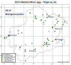 Attēlu rezultāti vaicājumam “Oligia sp.”