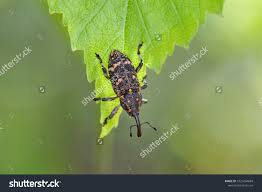 Attēlu rezultāti vaicājumam “Pissodes piniphilus”