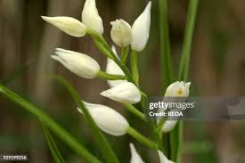Attēlu rezultāti vaicājumam “Cephalanthera longifolia”