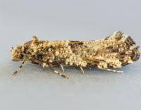 Attēlu rezultāti vaicājumam “Morophaga choragella”