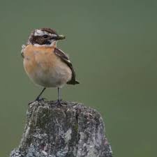 Attēlu rezultāti vaicājumam “Saxicola rubetra adult”