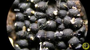 Attēlu rezultāti vaicājumam “Ruzenia spermoides”