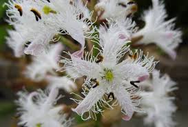 Attēlu rezultāti vaicājumam “Menyanthes trifoliata fruit”