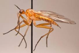 Attēlu rezultāti vaicājumam “Empididae”