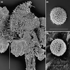 Attēlu rezultāti vaicājumam “Dianema depressum macro”