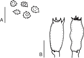 Attēlu rezultāti vaicājumam “Ramariopsis kunzei”