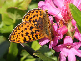 Attēlu rezultāti vaicājumam “Clossiana euphrosyne upperside”