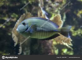 Image result for Acanthurus chirurgus