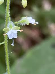 Attēlu rezultāti vaicājumam “Circaea lutetiana flower”
