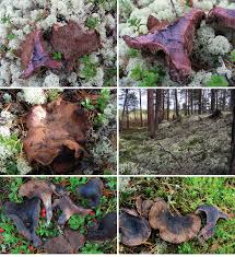 Attēlu rezultāti vaicājumam “Hydnellum sp.”