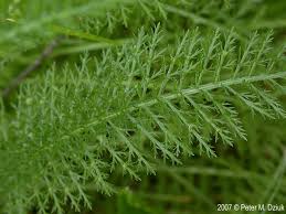 Attēlu rezultāti vaicājumam “Achillea salicifolia leaf”