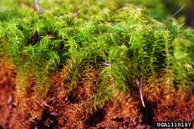 Attēlu rezultāti vaicājumam “Pottiales”