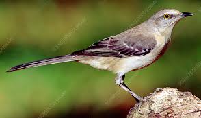 Image result for Mimus polyglottos