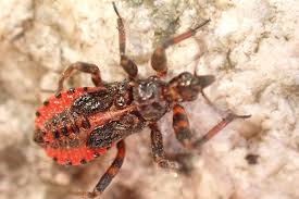 Attēlu rezultāti vaicājumam “Rhynocoris annulatus imago”