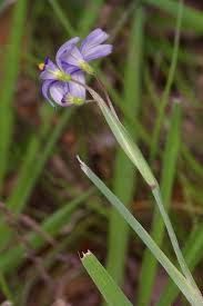 Attēlu rezultāti vaicājumam “Sisyrinchium montanum”