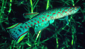 Attēlu rezultāti vaicājumam “Badhamiopsis scripta sessile”