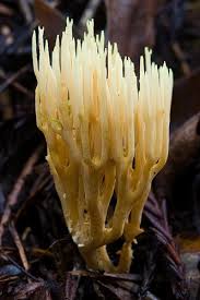 Attēlu rezultāti vaicājumam “Tremellodendropsis tuberosa”