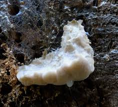 Attēlu rezultāti vaicājumam “Aurantiporus fissilis”