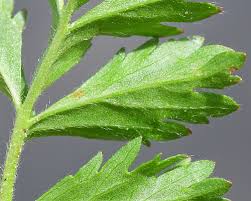 Attēlu rezultāti vaicājumam “Potentilla supina”