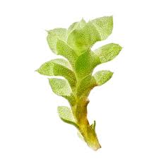 Attēlu rezultāti vaicājumam “Scapania apiculata”