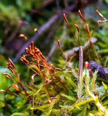 Attēlu rezultāti vaicājumam “Callicladium haldanianum sporophyte”