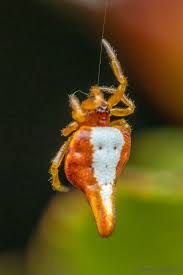 Attēlu rezultāti vaicājumam “Theridiidae”