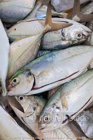 Image result for Caranx crysos